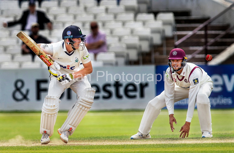 cricket-2.jpg